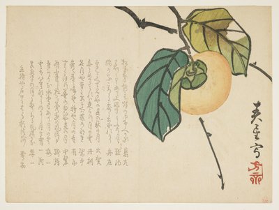 Cachi da Shunsei